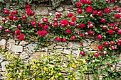 Natural stone wall overgrown with roses and lemons in a Mediterranean garden