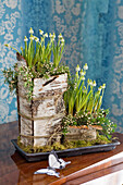 Flower arrangement with moss and birch bark