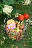 Ernte, Korb mit Äpfeln und Kürbisse auf dem Rasen