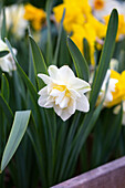 Filled star daffodil 'White Lion