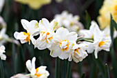 White daffodils 'Sir Winston Churchill