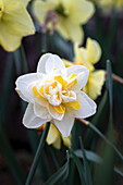 Daffodil 'Ambon', yellow-white flowering