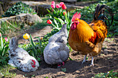 Hühner im Blumengarten