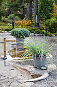 Mini pond with concrete border, in the foreground bamboo plant in a pot