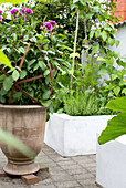 Garden cup with dahlias (Dahlia) in path crossing between raised beds