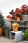 Topfpflanzen in warmen rostbraunen Tönen auf der Terrasse, Buntnessel (Solenostemon scutellarioides) und Amphore