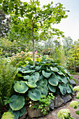 Planting with high border of natural stones, hosta, acacia, sycamore maple (Acer)