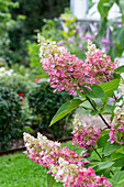 Hortensie (Hydrangea) 'Pinky Winky'  im Garten