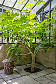 Alter Feigenbaum, gepflanzt in den den Boden des Gewächshauses