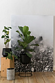 Houseplants and black and white photography on wooden floorboards