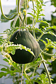 Watermelon 'Sugar Baby' on plant