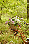 Bouquet of lilac flowers in a basket on an old bicycle