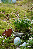 Pot with grape hyacinths (Muscari) in the garden with Easter decoration