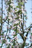 Apple tree in full bloom in spring