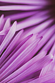 Cornflowers - close-up of the blossoms