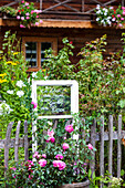 Summer garden with roses, old window with message on fence