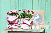 Bellis in pots wrapped with linen cloths