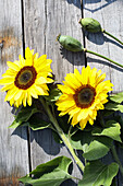 Sunflowers and poppy capsules on a wooden background