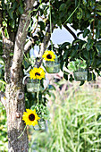 Kleine grüne Glasvasen mit Sonnenblumen am Baum hängend