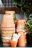Stacked plant pots and herb plugs