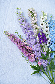 Delphinium flowers in different colors (Delphinium)