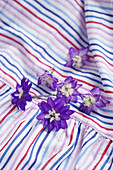 Delphinium flowers on striped fabric