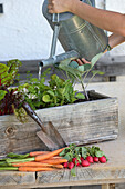 Watering vegetable plants in a wooden box