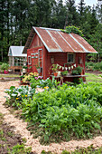 Vegetable patch, red wooden house in the background