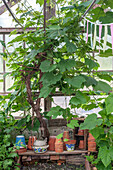 Old vine and plant pots in the greenhouse