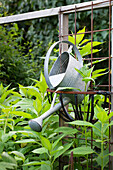 Watering can in a rusty plant basket as a garden decoration