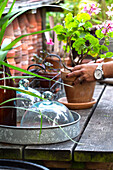 Glass dome on vintage tray and geranium pot on plant table