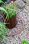 Plant in rusty planter with old wheel on gravel