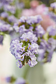 Purple lilac flower (Syringa)