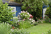 A blue garden house with floering pink climbing roses