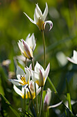 Small wild tulips in a garden