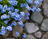 Forget-me-not and paving stones