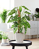 Fensterblatt (Monstera) 'Monkey Mask'