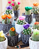 Cactus disco flower mix