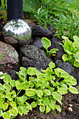 Dwarf hosta as ground cover surrounded by natural stones and silver sphere