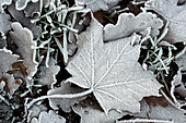 A maple leaf with hoarfrost in winter