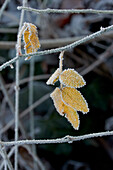 Yellow leaves on a branch with hoarfrost