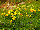 Yellow, small-flowered daffodils (Narcissus) in a flower bed