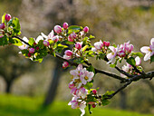 Orchard, branch with apple blossom (Malus)