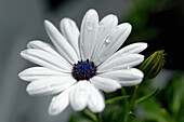 Daisy flower (Leucanthemum) with water drops