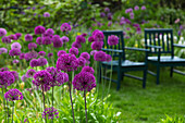 Allium flowers, in the background green lacquered wooden chairs