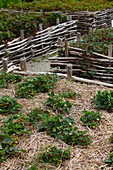 Strawberry raised beds with border on woven branches