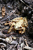 Toad on the ground