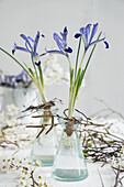 Small bud vases filled with irises