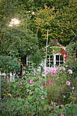 An allotment garden in autumn with an arbour under the trees and cosmos flowers in the foreground (Cosmea)