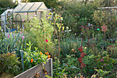 Colourful autumn garden with raised bed and greenhouse